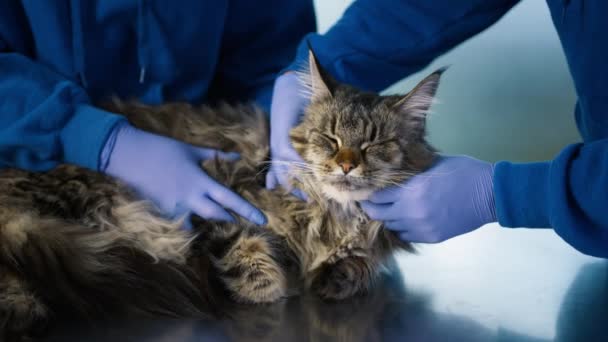 의사들은 임파선 보호용 고무장갑을 잡는다 검진을 검진을 Maine Coon 고양이를 — 비디오