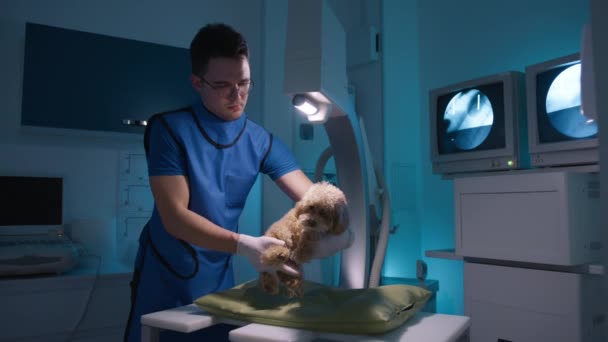 放射科专业男医生检查可爱的恐怖玩具狮子狗的X光防护背心 兽医小心地抱着宠物狗 用X光检查骨折的腿骨 宠物照料 健康动物 — 图库视频影像
