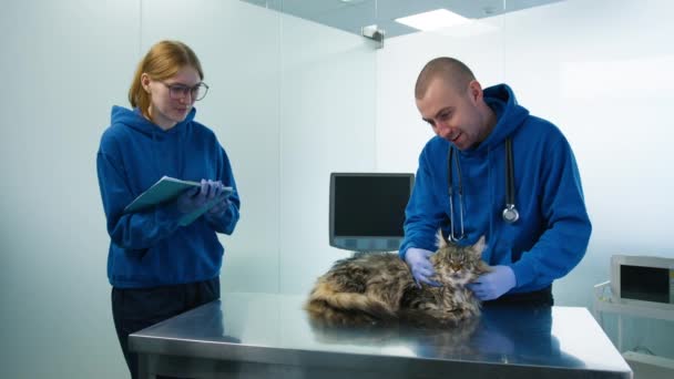 Manlig Veterinär Massera Halsen Maine Coon Katt Veterinärkliniken Professionell Veterinär — Stockvideo