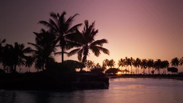 Plaj Palmiyeleri Adasının Arkasında Inanılmaz Bir Kızıl Gün Doğumu Gül — Stok video