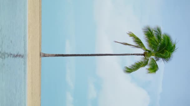 Χαβάη Waikiki Κάθετη Βολή Ψηλή Πράσινη Palm Trees Ταλαντεύεται Από — Αρχείο Βίντεο