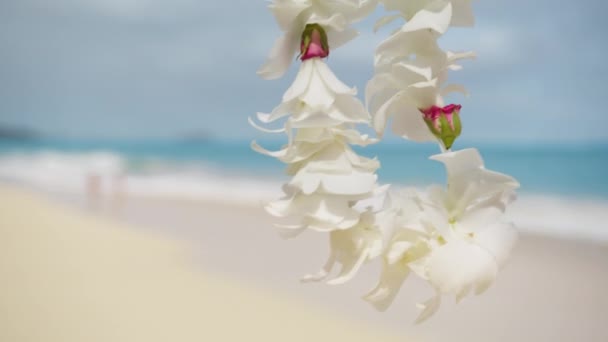 Hawaii Resa Filmisk Bakgrund Skott Red Kamera Hawaiian Välkommen Symbol — Stockvideo