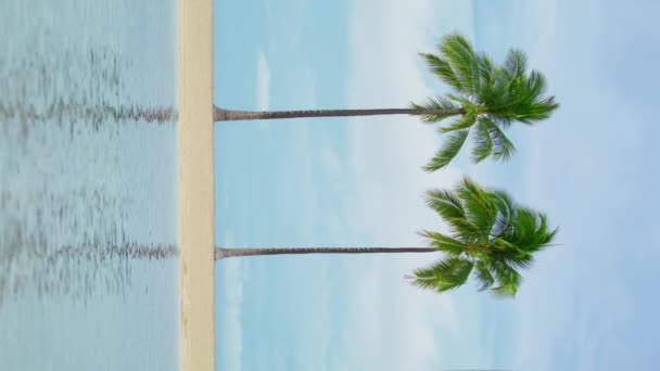 Pionowe Ujęcie Hawaje Waikiki Dwie Wysokie Zielone Palmy Kołyszące Się — Wideo stockowe