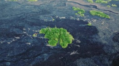 Yolları, yerleşim yerlerini ve evleri yok eden kara donmuş volkanik lavların hava görüntüsü. Ölü volkanik arazinin ortasındaki küçük yeşil orman adası. Kilauea Hawaii ABD 4K doğa