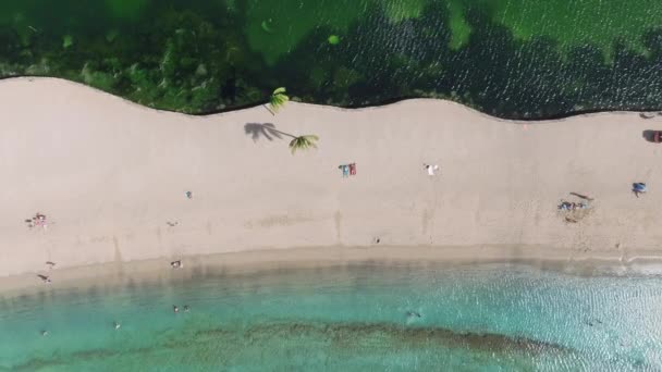 Beautiful Summer Background Shot People Relaxing Sunbathing Green Palm Trees — Stock Video