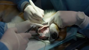 Diş temizleme tedavisinde baygın Corgi Dog 'u anestezi altında kapatın. Veterinerler ağız temizliği için profesyonel diş temizliği ve komik köpek 4K görüntüleri için hastalık önleme çalışmaları yapıyorlar.