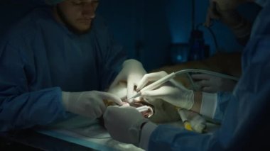 Yetenekli veterinerler anestezi altında köpeğe diş temizliği yapmak için gelişmiş diş ekipmanları kullanırlar. Uzun vadeli oral sağlık 4K. Kapsamlı diş temizleme veteriner kliniğinde Corgi Dog.
