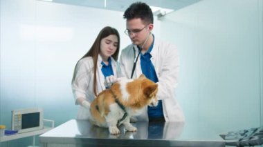 Veteriner, beyaz turuncu kürklü tatlı yüzlü Corgi 'nin ciğerlerini kontrol etmek için stetoskop kullanıyor. Erkek veteriner kalp atışlarını stetoskopla dinlerken Corgi sakince muayene masasında oturuyor.