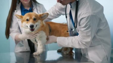 Evdeki veteriner kliniğindeki masada oturan sevimli Galli Corgi cinsi köpek portresi. Gülümseyen tüylü köpek veteriner tedavisinden sonra kendini iyi hissediyor. Mükemmel bir veteriner hizmeti konsepti.