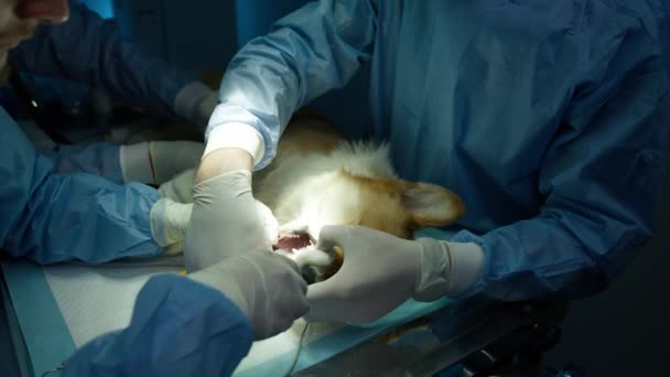 Voorkom Tandheelkundige Problemen Met Een Grondige Schoonmaakprocedure Corgi Hond Tanden — Stockvideo
