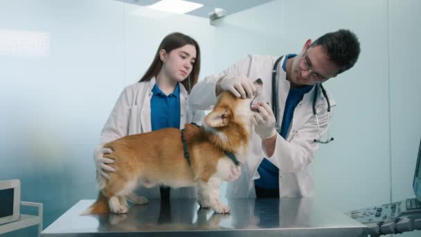 两名专业兽医在例行检查4K段期间 检查Corgi犬的牙齿和牙龈 慢动作 友善的橙色科吉犬接受兽医的检查 — 图库视频影像