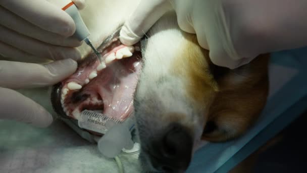 Закрыть Ветеринары Выполнять Профессиональные Чистки Зубов Надлежащей Гигиены Полости Рта — стоковое видео
