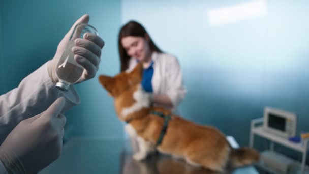 犬のディッパーワクチン 非常に感染性の高い致命的な病気に対する犬のCorgiの犬を保護する犬のディスペンサーワクチン すべての犬にお勧めのワクチンは および発作を防ぐことができます — ストック動画
