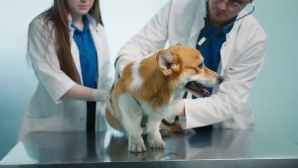 Close Veterinář Pomocí Stetoskopu Zkontrolovat Plíce Roztomilé Corgi Bílou Oranžovou — Stock video