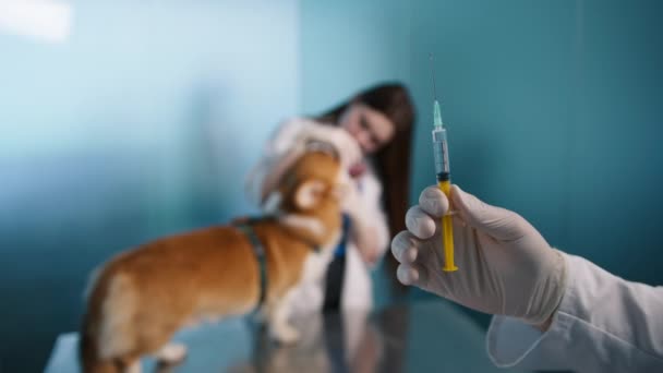 Εμβόλιο Λεπτοσπείρωσης Κατά Βακτηριακής Λοίμωξης Συνιστάται Για Σκύλους Που Περνούν — Αρχείο Βίντεο