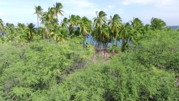 Parlak Yeşil Palmiye Ağaçları Hawaii Nin Siyah Volkanik Plajında Rüzgarda — Stok video