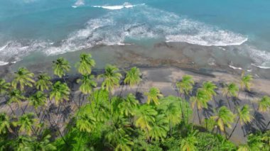 Yaz tatili fotoğrafı. Mavi okyanus kıyısında tropikal iklimde palmiye ağaçları. Big Island, Hawaii USA 4K. Yeşil palmiye yapraklarının üzerindeki hava manzarası rüzgarda sallanıyor. Egzotik tropik adada siyah lav kumsalı.