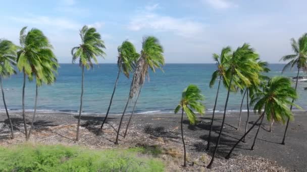 Zwarte Lava Zandstrand Exotisch Tropisch Eiland Zomer Vakantie Opname Palmbomen — Stockvideo