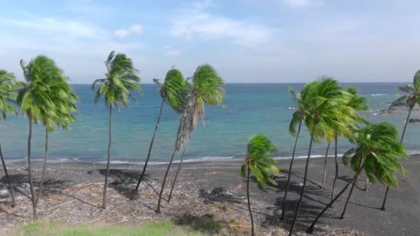 Vista Aerea Foglie Palma Verde Ondeggiante Vedere Brezza Spiaggia Sabbia — Video Stock