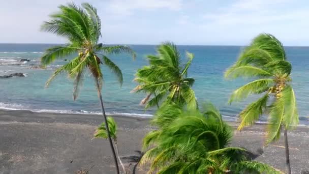 Пальми Тропічному Кліматі Біля Блакитного Океану Острові Біг Айленд Гаваї — стокове відео