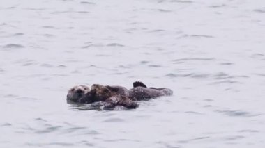 Nesli tükenmekte olan rahat su samuru annesi, bebek su samuruyla ilgileniyor ve oynuyor. Pasifik Okyanusu, Kaliforniya 'daki süper şirin deniz yaban hayatı RED kamerayla çekildi. 4K ABD sularında yüzen sevimli memeli yaratıklar.