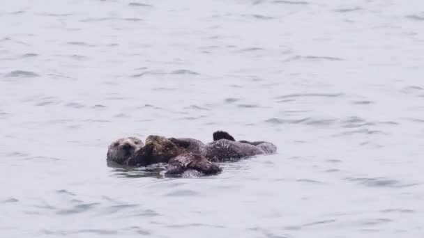 Ameaçado Relaxado Sea Otter Mãe Cuidar Brincar Com Sua Lontra — Vídeo de Stock