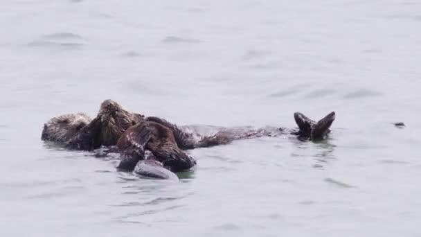 Super Cute Fauna Marina Nell Oceano Pacifico California Girato Sulla — Video Stock