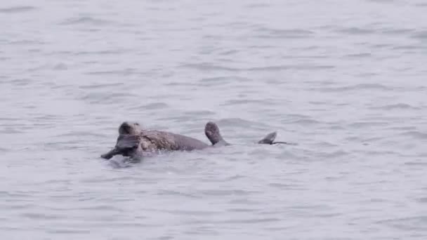 Schattige Zoogdieren Drijvend Water Usa Bedreigde Ontspannen Sea Otter Moeder — Stockvideo