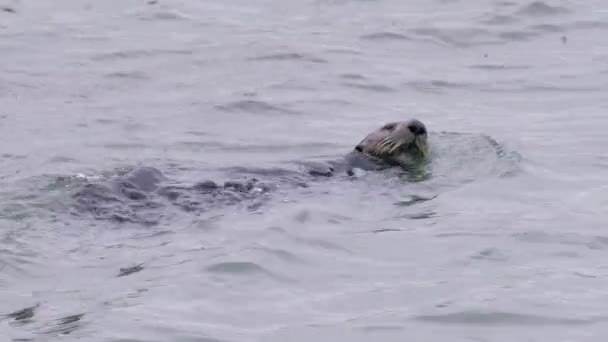 Lontra Marinha Molhada Engraçada Desfrutando Vida Selvagem Lontra Marinha Peluda — Vídeo de Stock