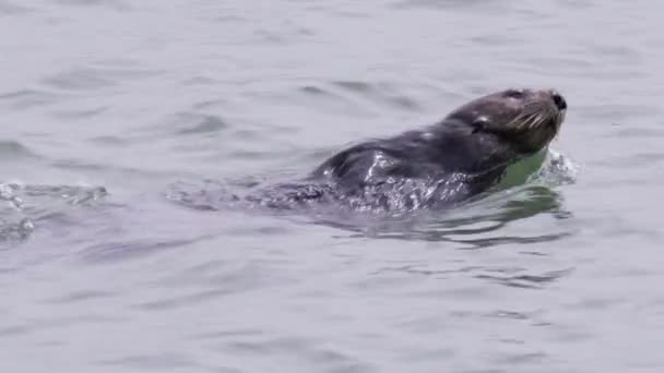 Lontra Marinha Peluda Bonito Mamífero Marinho Nadando Rápido Água Adorável — Vídeo de Stock