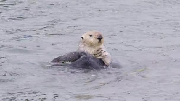 Funny Otter Playing Water California Bay Pacific Ocean Coast Adorable — Stock Video