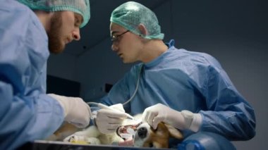 Corgi köpek dişi sağlık konsepti. Uzman diş temizleme hizmetleri deneyimli veteriner personeli, profesyonel tıbbi ekipmanlar tarafından gerçekleştirilir. Derin temizlik prosedürü ile evcil hayvan diş sorunlarını önle