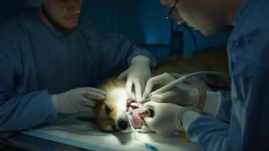 Kapsamlı diş temizleme veteriner kliniğinde Corgi Dog. Yetenekli veterinerler anestezi altında köpeğe diş temizliği yapmak için gelişmiş diş ekipmanları kullanırlar. Uzun vadeli oral sağlık 4K