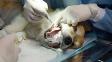 Yavaş çekim Corgi köpeği anestezi altında. Lisanslı veterinerler profesyonel diş temizliği yaparak komik, bilinçsiz köpek 4K görüntülerine uygun ağız hijyeni ve hastalık önleme yöntemleri uyguluyor.