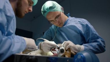 Lisanslı veterinerlerin yavaş çekimleri anestezi altında Corgi köpeği üzerinde profesyonel diş temizliği yaparak komik arkadaş 4K görüntülerine uygun ağız hijyeni ve hastalık önlemesini sağlar.