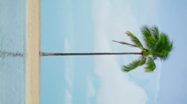 Hawaii Waikiki dikey çekim 916 uzun yeşil palmiye ağaçları rüzgarda sallanıyor, bulutlu bir yaz günü. Avuç içi açık mavi suları yansıtıyor. Mobil içerik 4K, Hawaii için yumuşak açık mavi pastel arkaplan