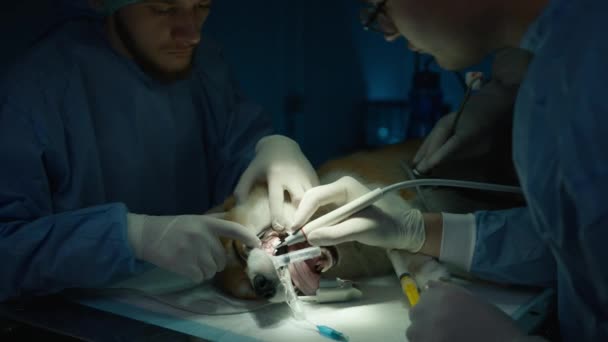 长期口腔保健4K 科吉犬在综合牙刷兽医诊所服务 熟练的兽医使用先进的牙科设备彻底清洗麻醉狗的牙齿 — 图库视频影像