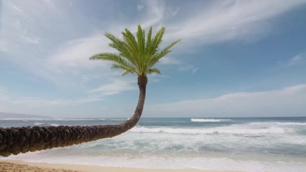 在太平洋夏威夷的瓦胡岛上 长长的棕榈树斜倚在淡蓝色的海岸上 在炎热的阳光灿烂的日子里 金黄色的沙滩上 蓝水与白浪 旅游夏天阳光灿烂的概念闪烁着红光4K — 图库视频影像