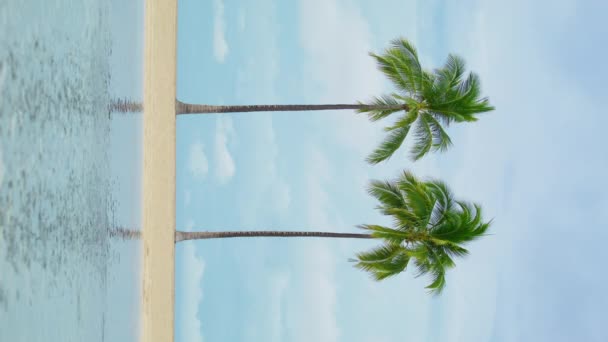 Plan Vertical Deux Grands Palmiers Verts Balançant Dans Brise Mer — Video
