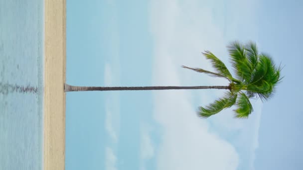 Гавайи Вайкики Вертикальный Выстрел Высоких Зеленых Пальм Качающихся Ветром Облачно — стоковое видео