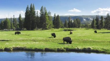 Vahşi doğadaki bizonların sinematik kuş bakışı görüntüsü Amerikan Bufalo Sürüsü otlakta otlaklarla besleniyor manzaralı yeşil orman çayırlarında, Yellowstone Ulusal Parkı, Wyoming, ABD 4K görüntüleri