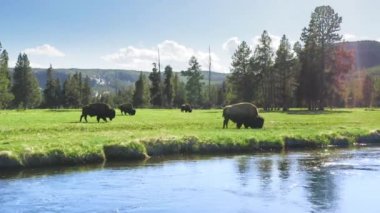 Bizonlar ya da Buffalolar Yellowstone 'daki yeşil çayır üzerinde sulu çimler otluyorlar. Vahşi yaşam hayvan barınağı, büyük Amerikan Bizon Buffalo sürüleri. Ekosistem ortamı koruma biyolojik çeşitlilik vahşi doğa 4K