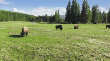 Yellowstone Ulusal Parkı, Wyoming USA yeşil çayır otlağında bizon sürüsü. Güneşli bir yaz gününde sakin, kahverengi bufaloların çimlerini gösterdikleri yakın çekim görüntüsü. Vahşi yaşam hayvanı 4K hava görüntüsü