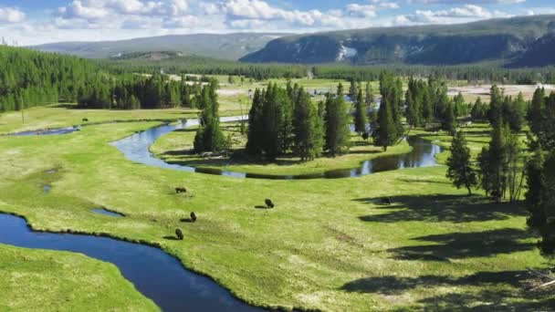 Beautiful Wyoming River Landscape View Herd Wild Bisons Aerial View — Stock Video
