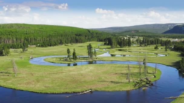 Yaz Macerası Arka Planı Yellowstone Wyoming Çam Ormanlarındaki Yeşil Çayır — Stok video