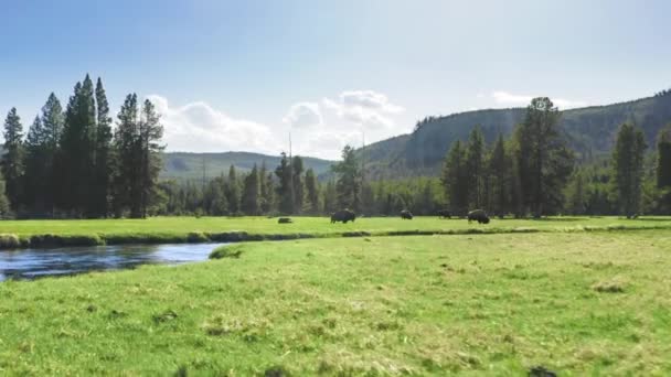 Hjord Med Stora Bisonoxar Betar Skogsäng Yellowstone Park Vilt Skott — Stockvideo