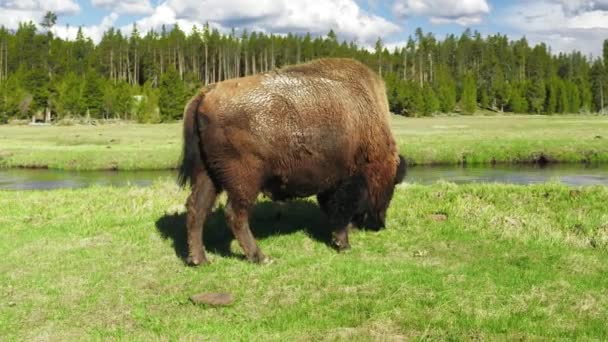 Amerikansk Bisonoxe Eller Buffel Nordamerikansk Art Kraftfull Brun Tjur Som — Stockvideo