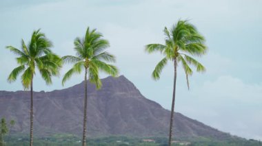 Sinematik Waikiki arka planı, Oahu adası, Hawaii RED kamerası. Üç uzun çizgili yeşil palmiye ağacı, uzak arka planda 4K yaz gününde ünlü Diamond Head eski yanardağında deniz esintisinde sallanıyor.