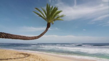 Gökyüzündeki bulutlara karşı kıvrımlı yeşil palmiye ağacı manzarası. Güneş ışığında tropikal adada bir sahil. Kırmızı kamera, Hawaii 4K 'da çekilmiş. Eğri hindistan cevizi palmiyesi alt görünümü. Mavi gökyüzü arka planında yeşil palmiye ağacı
