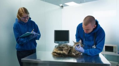 Veterinerler veteriner kliniğinde Maine Coon kedi dişlerini kontrol ediyorlar. Profesyonel erkek veteriner, kedi randevusu 4K 'da kadın asistana tedavi notları ve ilaç reçetesi veriyor.